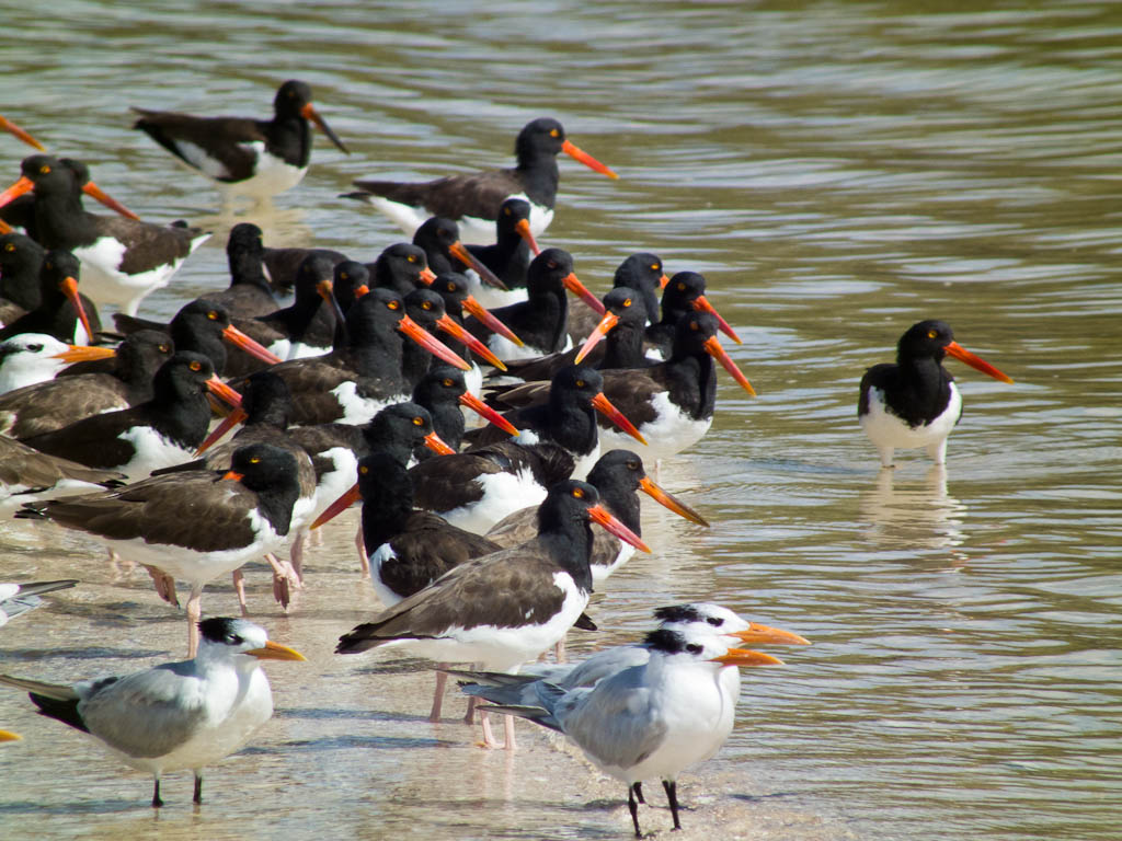 Everglades 2012 56