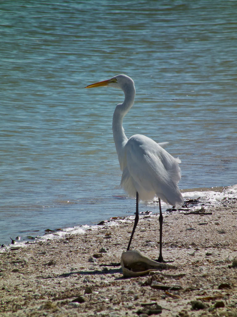 Everglades 2012 57