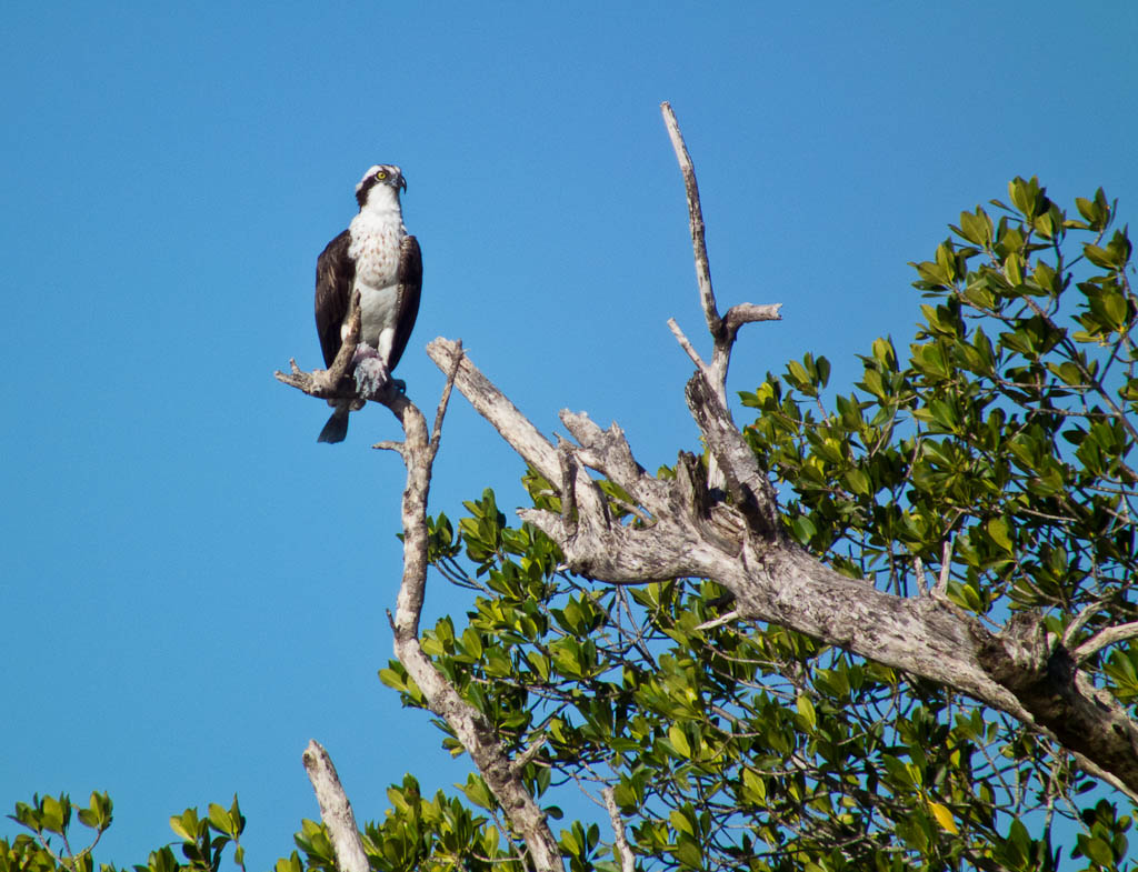 Everglades 2012 6