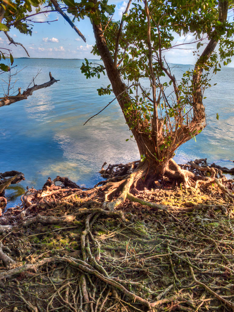 Everglades 2012 60