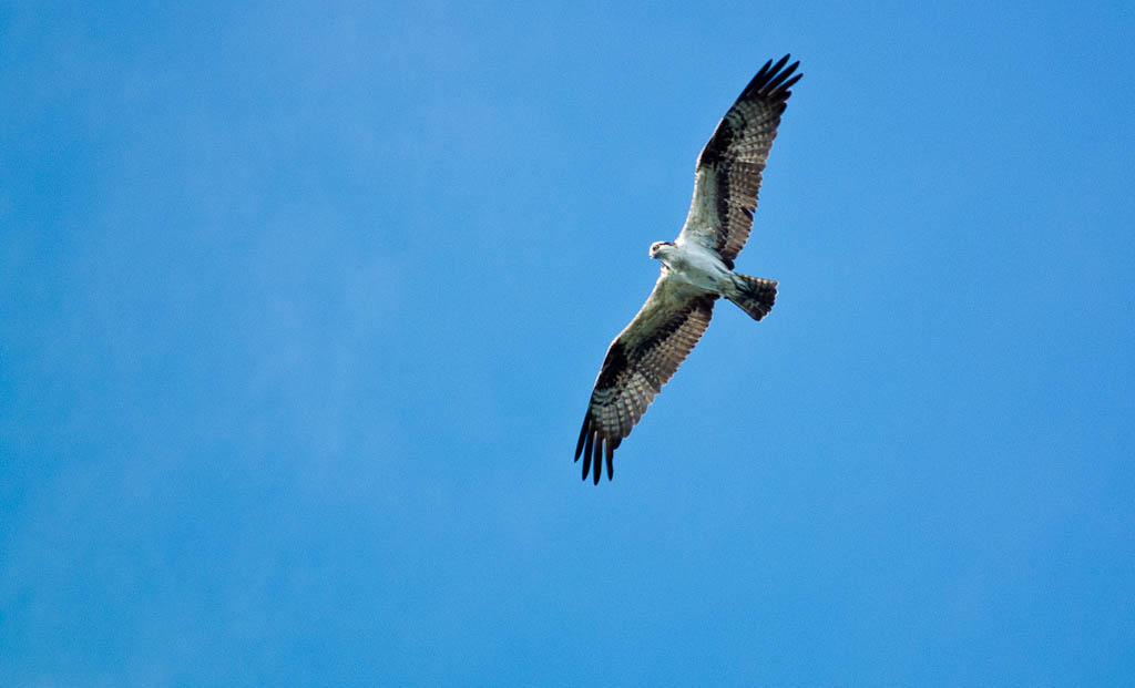Everglades 2012 62