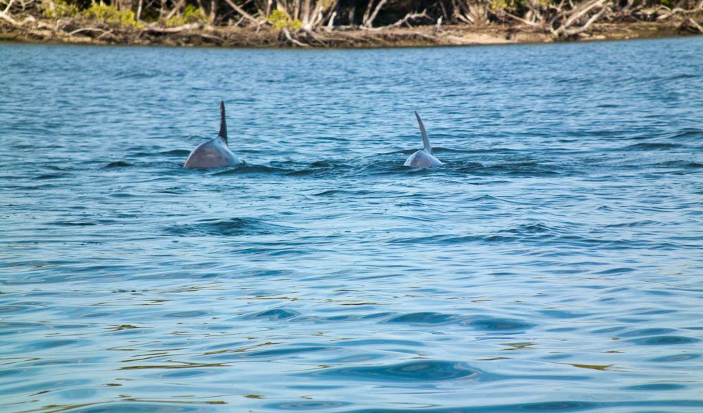 Everglades 2012 63
