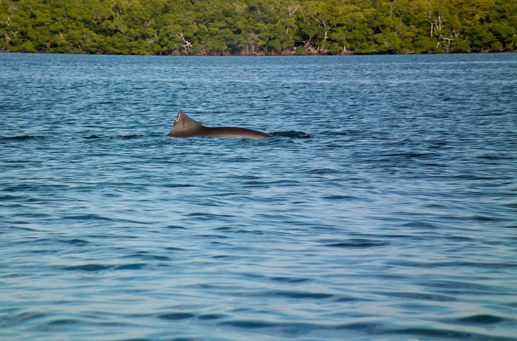 Everglades 2012 64