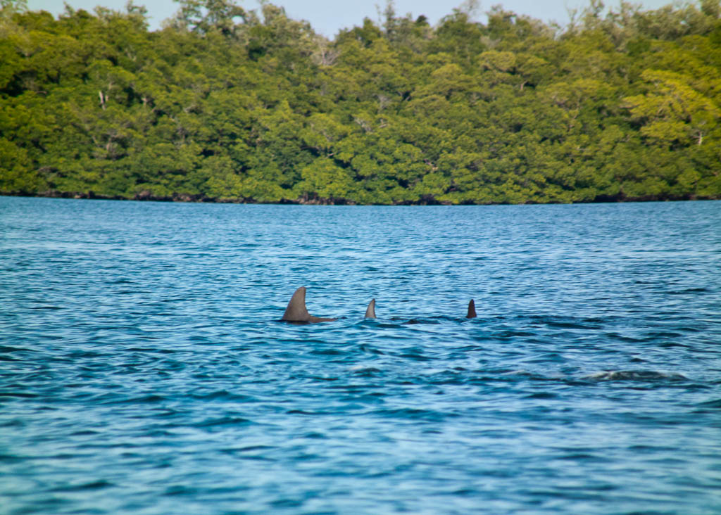 Everglades 2012 65