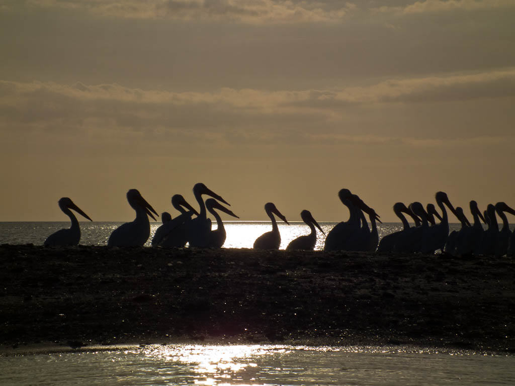 Everglades 2012 66