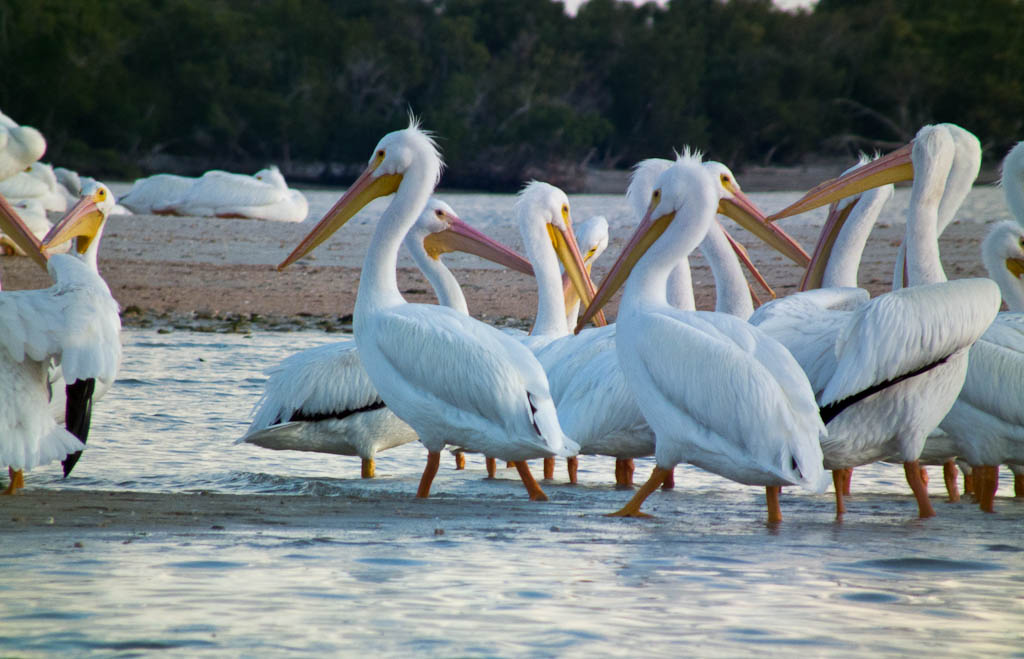 Everglades 2012 67