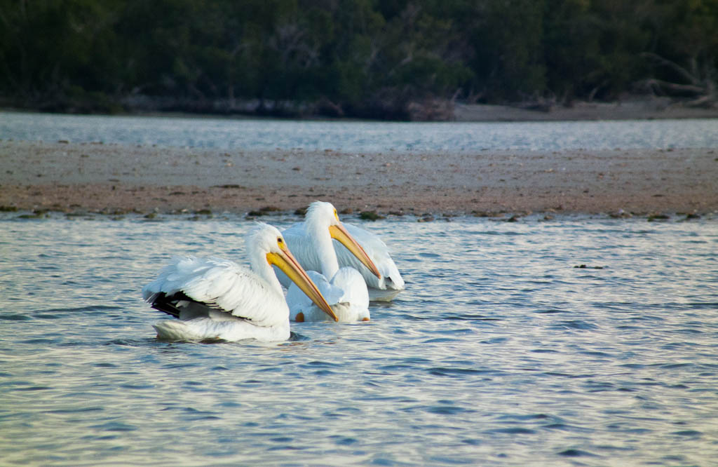Everglades 2012 68