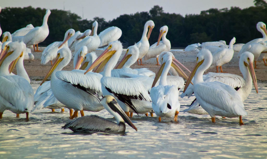 Everglades 2012 69