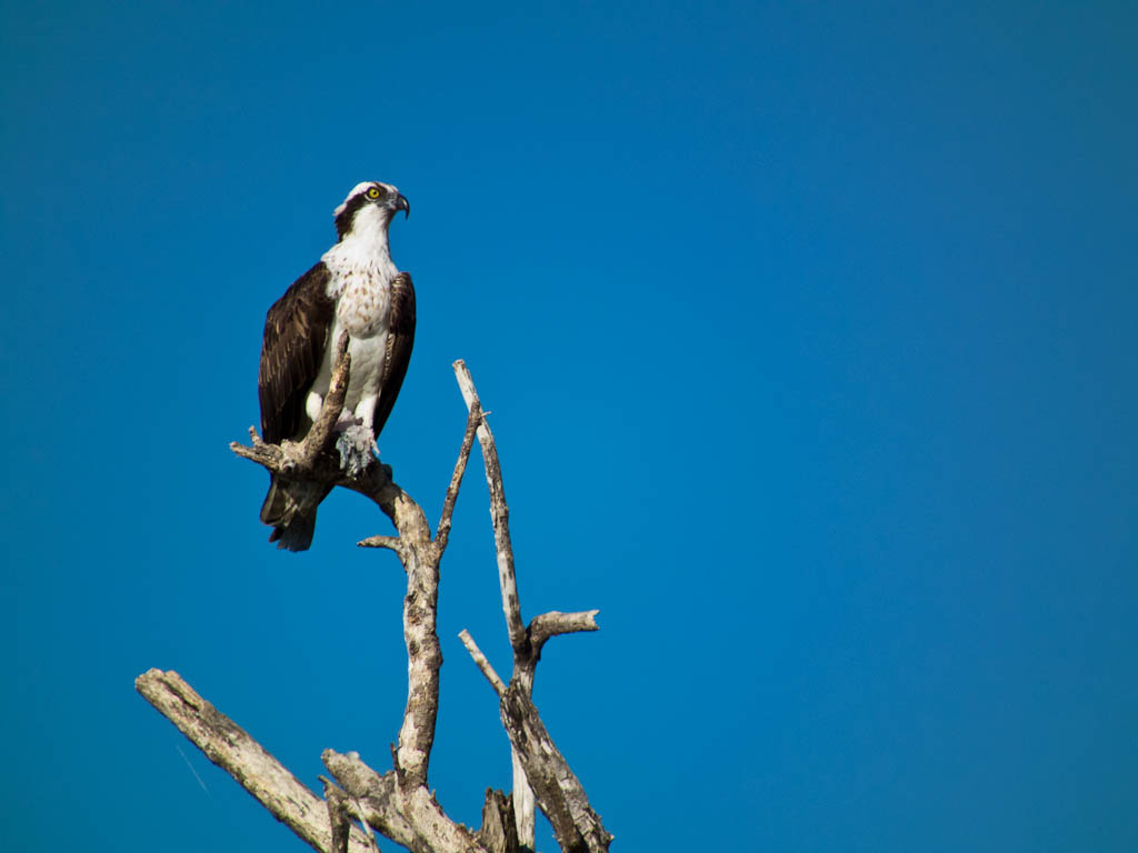 Everglades 2012 7