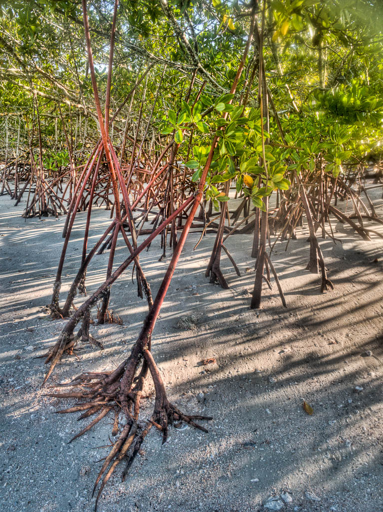 Everglades 2012 75