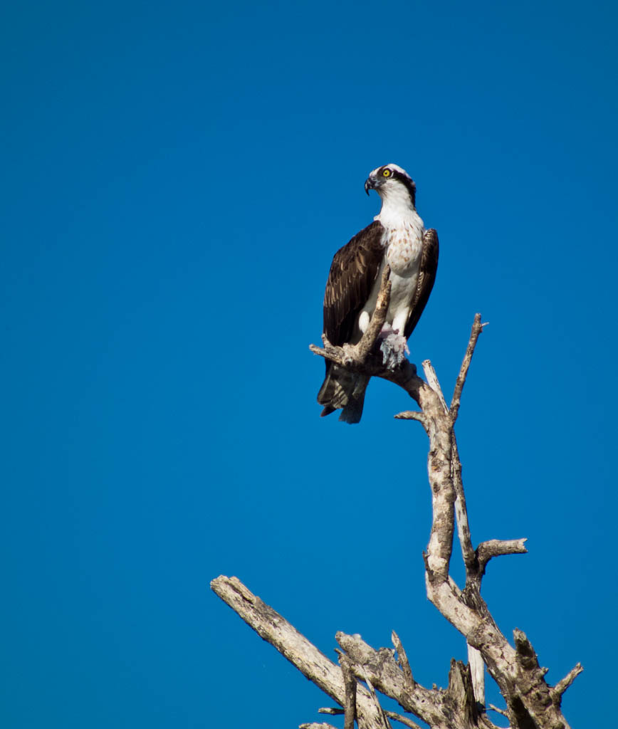 Everglades 2012 8