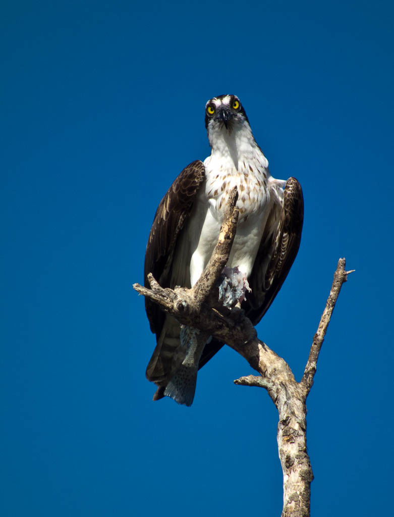 Everglades 2012 9