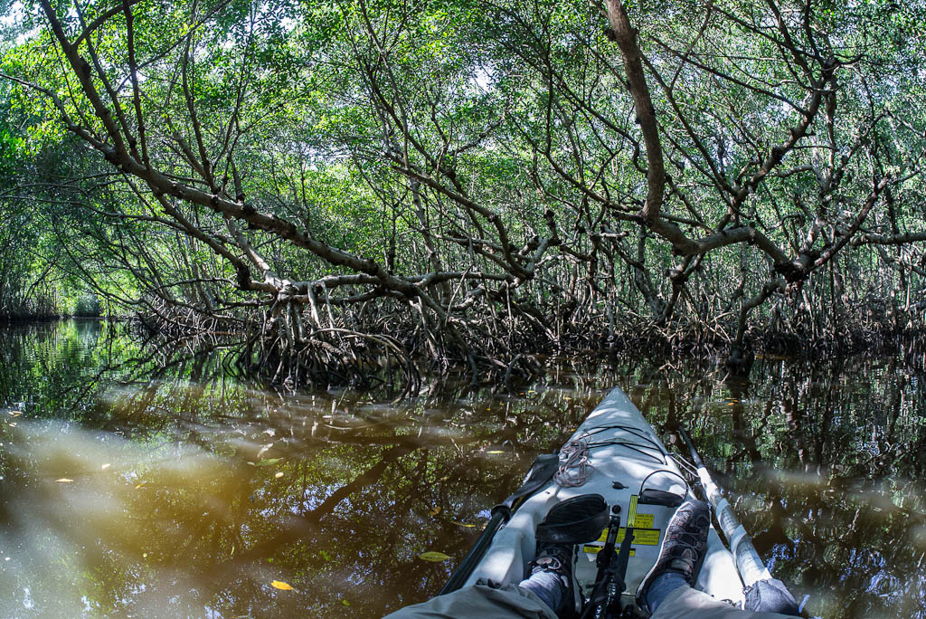 Everglades 2013 006