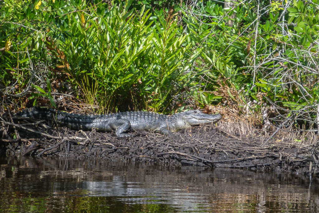 Everglades 2013 010