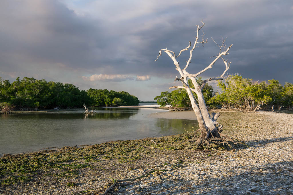 Everglades 2013 035