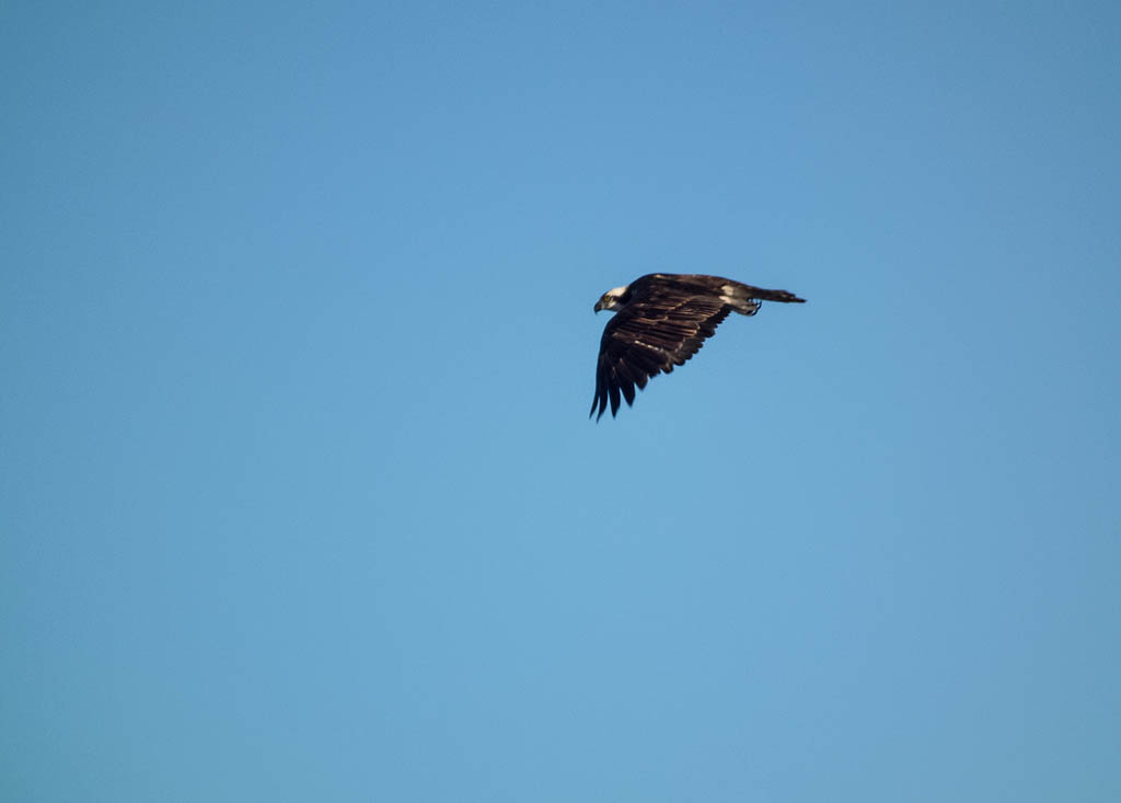 Everglades 2013 059