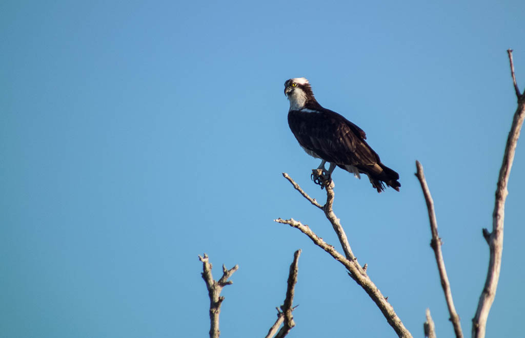 Everglades 2013 061