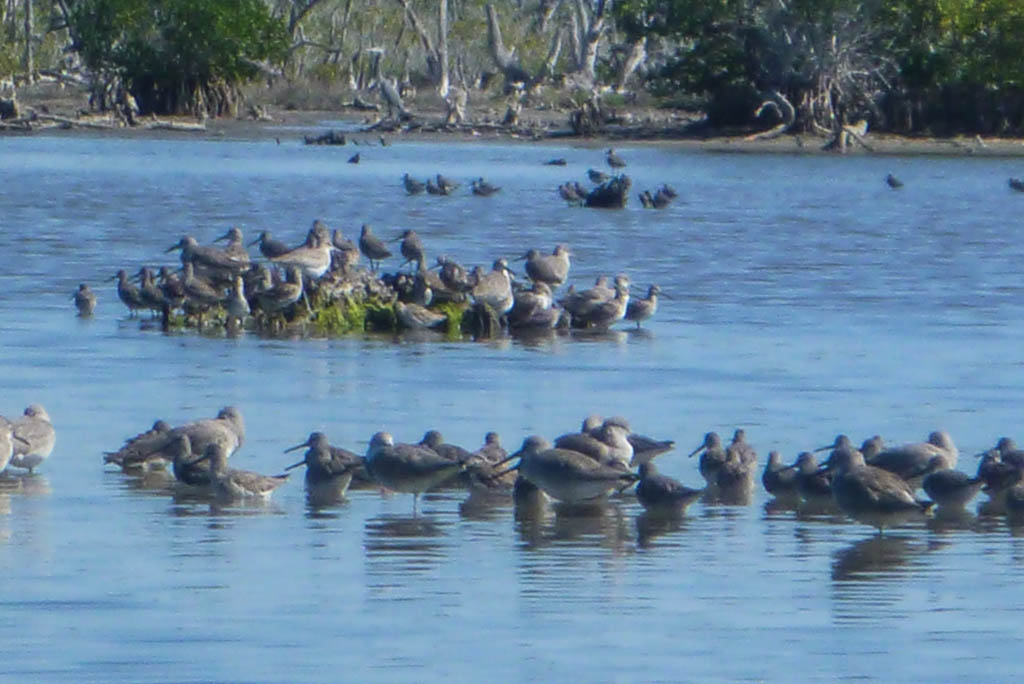 Everglades 2013 069