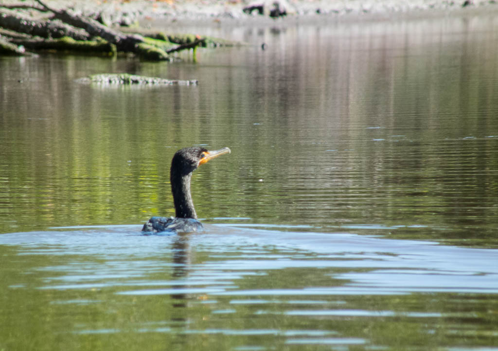 Everglades 2013 075