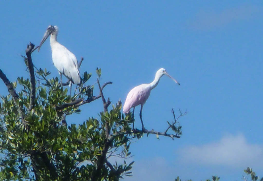 Everglades 2013 081