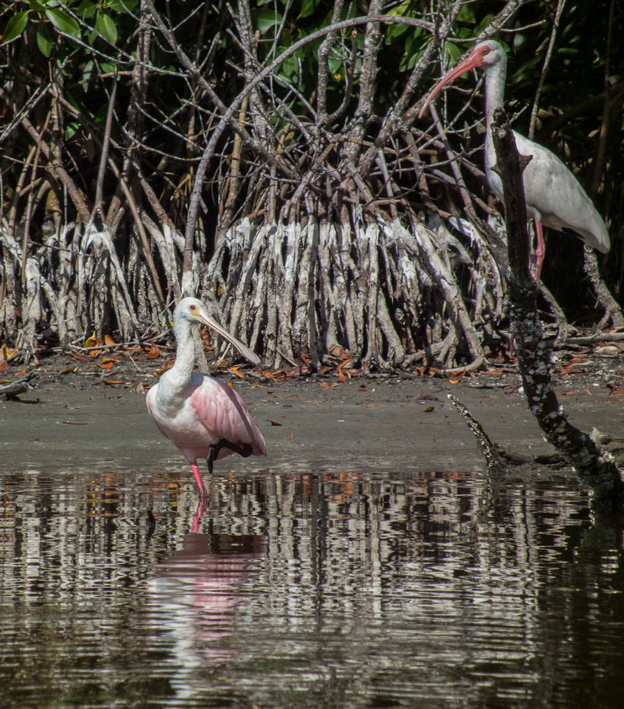 Everglades 2013 083