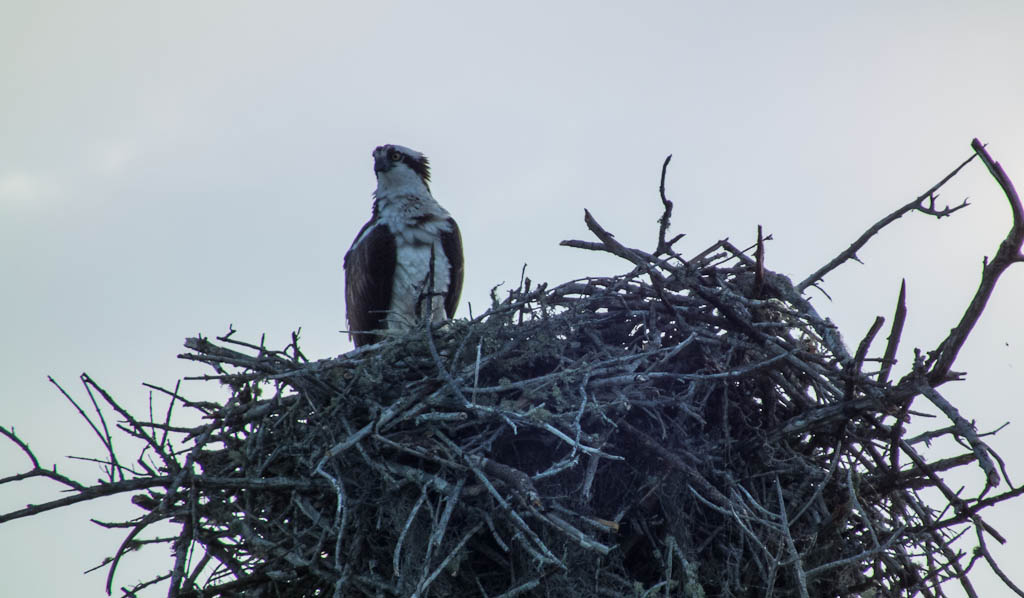 Everglades 2013 096