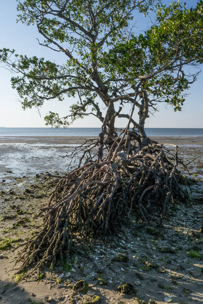 Everglades 2013 135