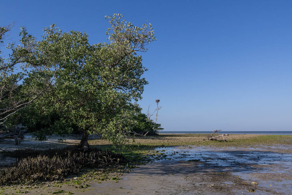 Everglades 2013 141