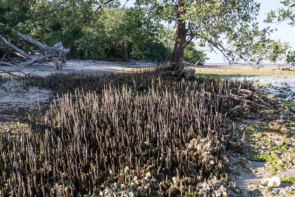 Everglades 2013 142