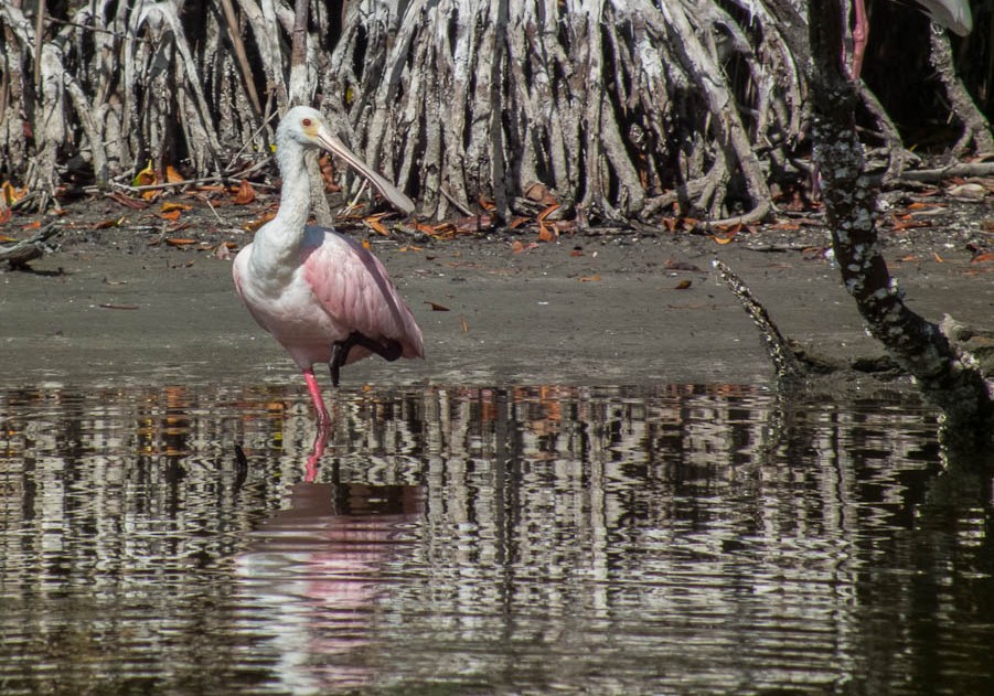 Roseate Spoonbill