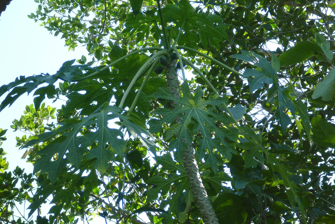 Eglades14b 12