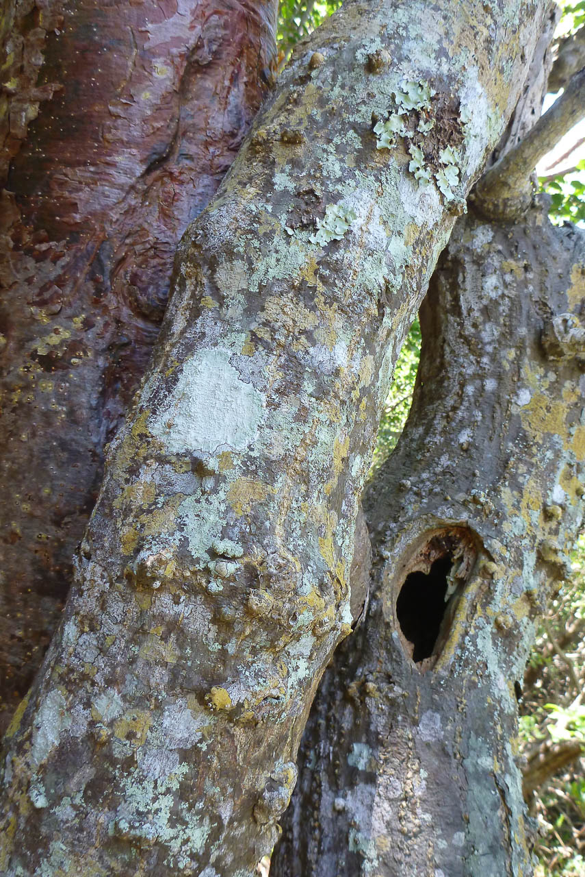 Eglades14b 14