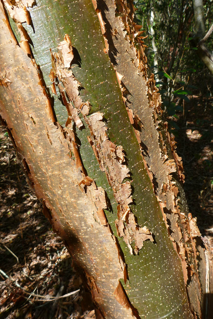 Eglades14b 18
