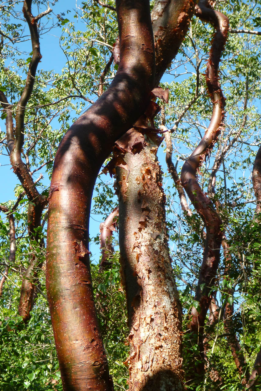 Eglades14b 19