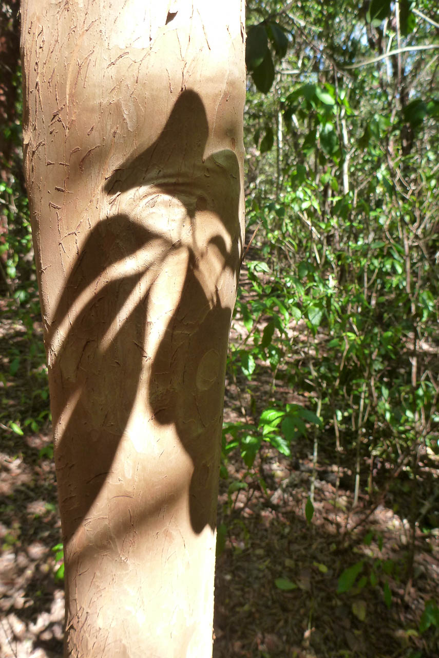 Eglades14b 20