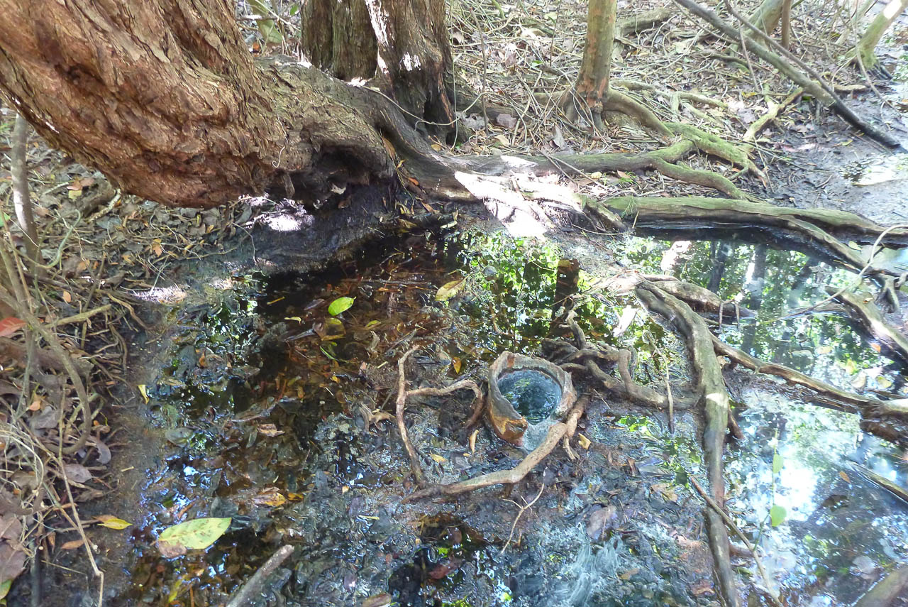 Eglades14b 21