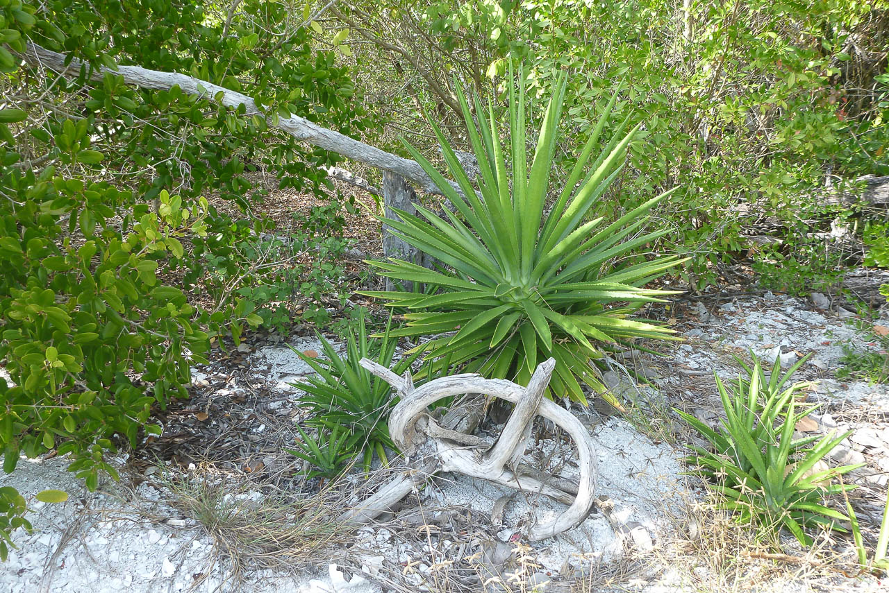 Eglades14b 36