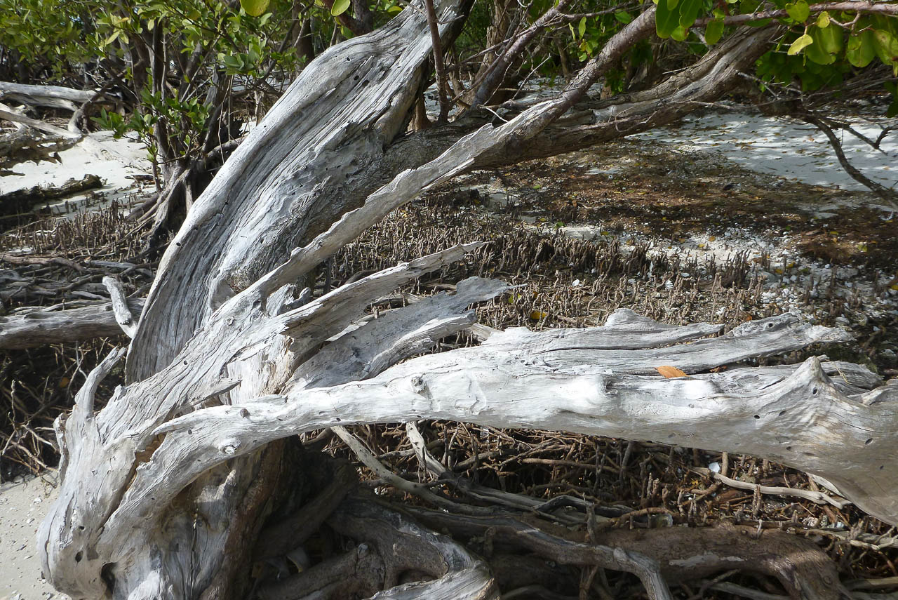 Eglades14b 41