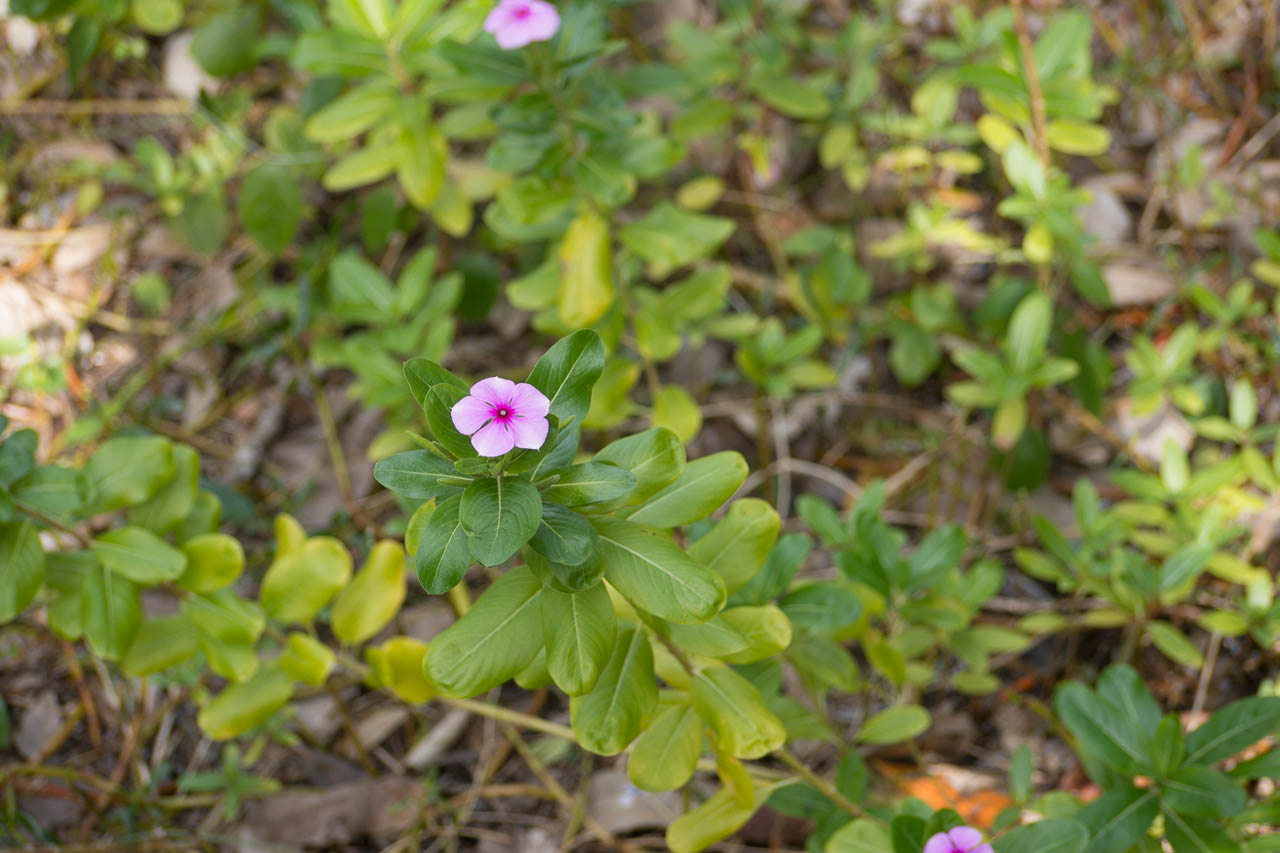 Eglades14b 45