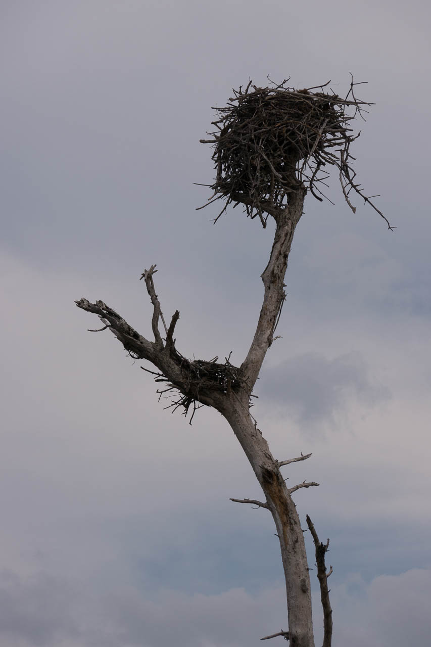 Eglades14b 49