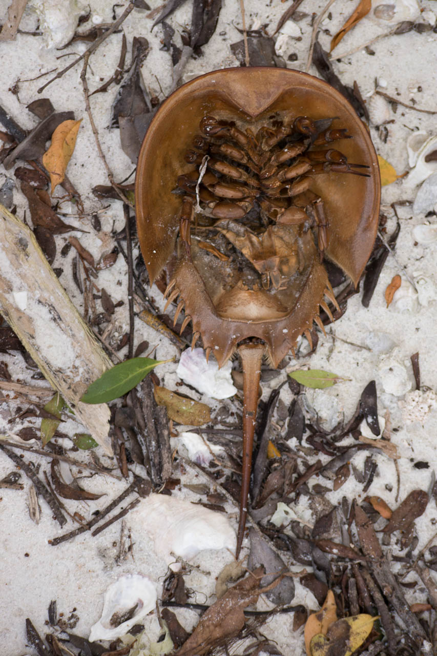 Eglades14b 50
