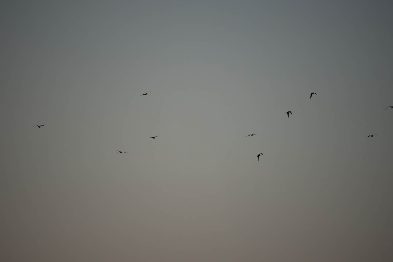 Eglades14b 51