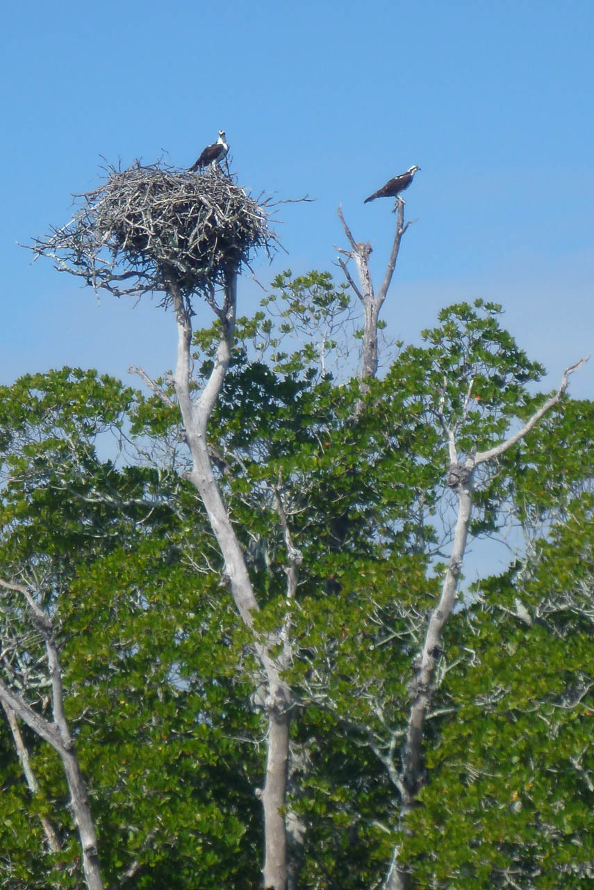 Eglades14b 52