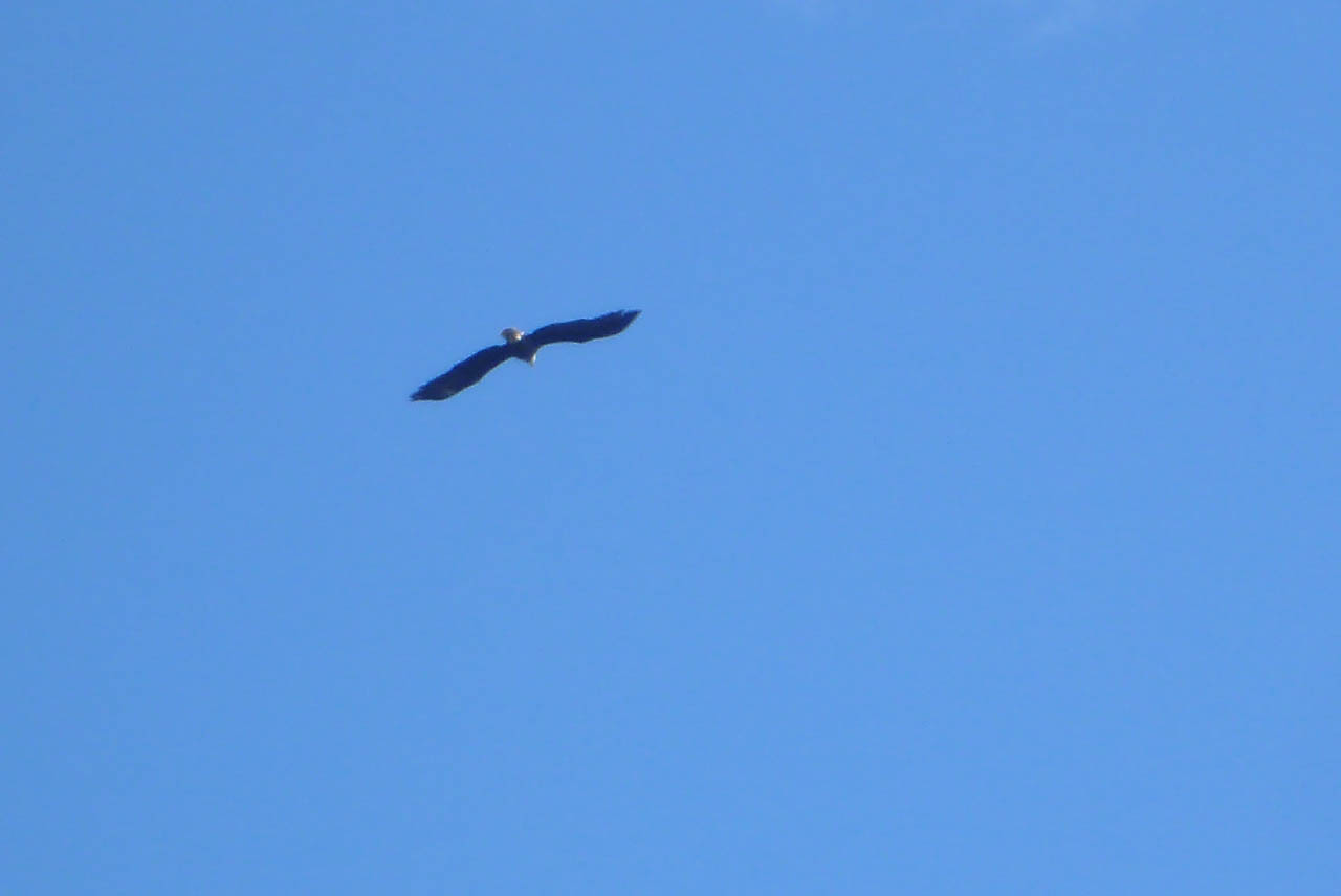 Eglades14b 53