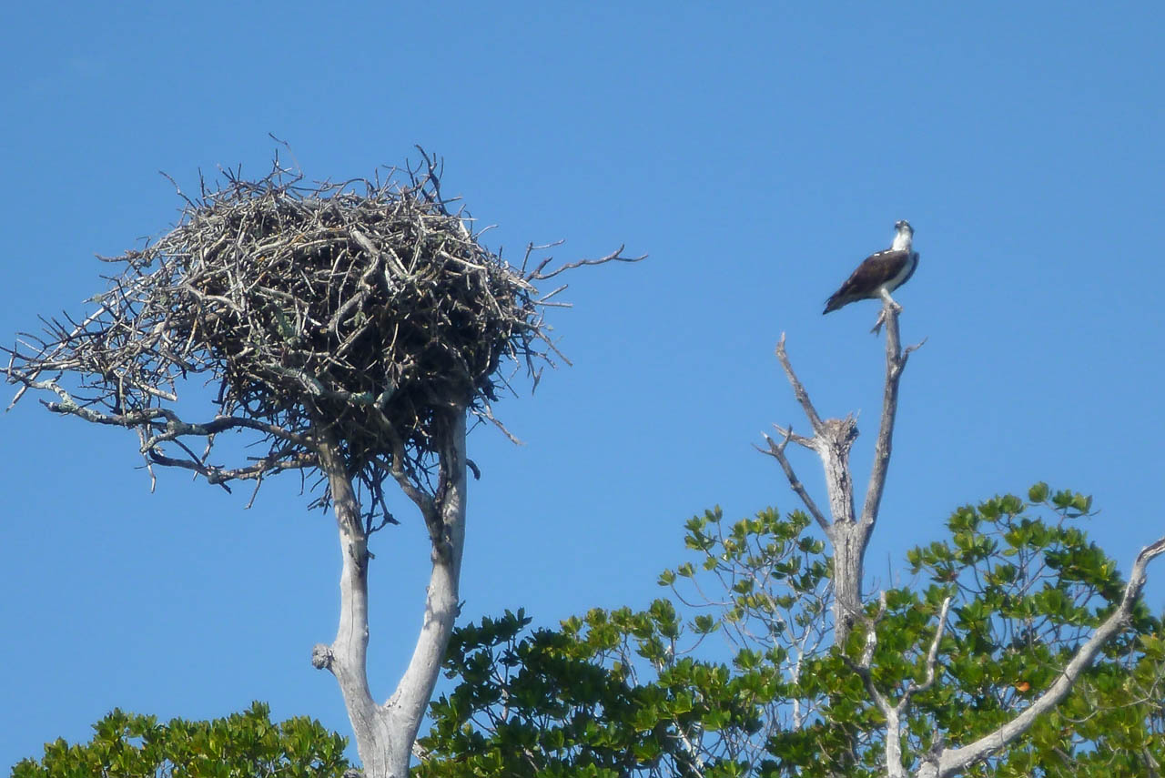 Eglades14b 54