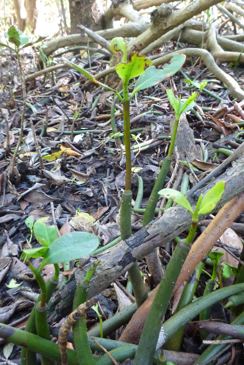 Eglades14b 6