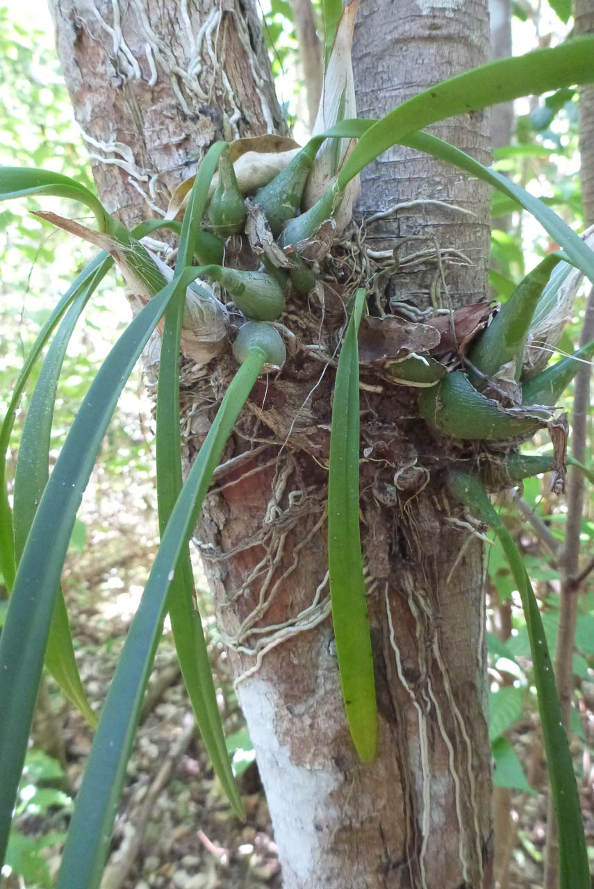 Eglades14b 9