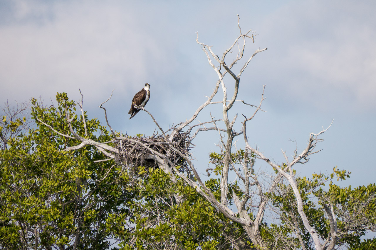 Everglades 2015 08