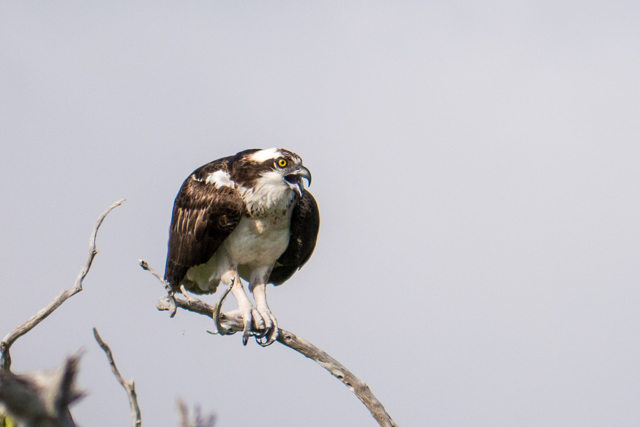 Everglades 2015 10
