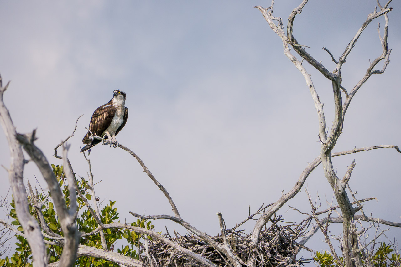Everglades 2015 11